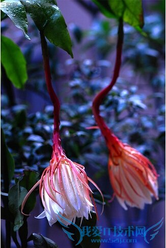 꼻ĹЧʲô       52IJ