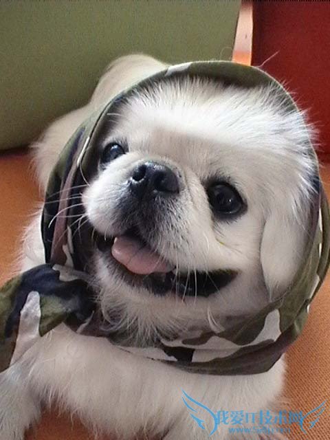 居家吉祥物 52IJ