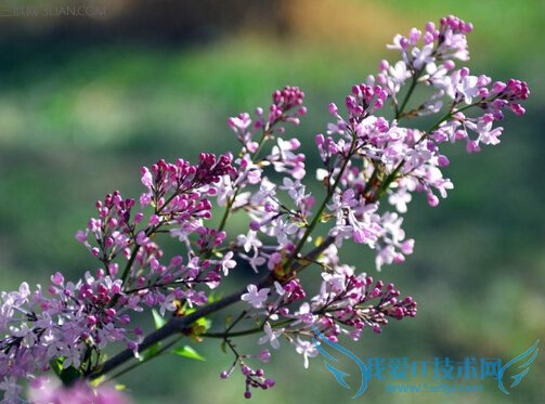 ĹЧЩ          52IJ