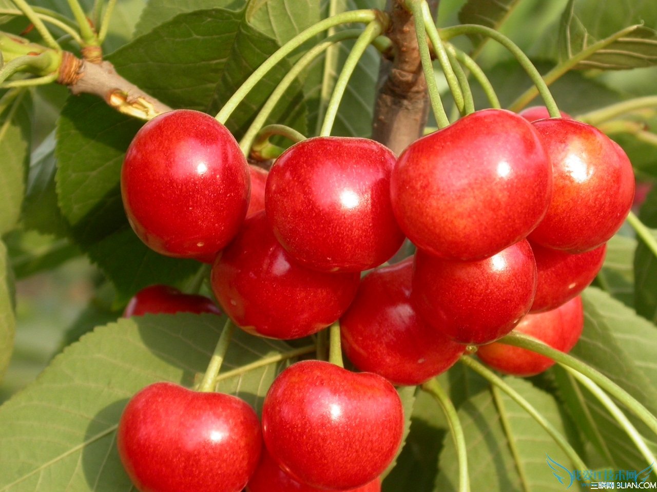 ӣܻ⡰塱֢״   52IJ