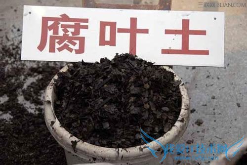 如何自制腐叶土? 52IJ