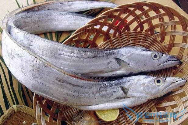 如何选购新鲜带鱼的技巧 52IJ