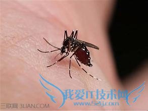蚊虫为何青睐你? 52IJ