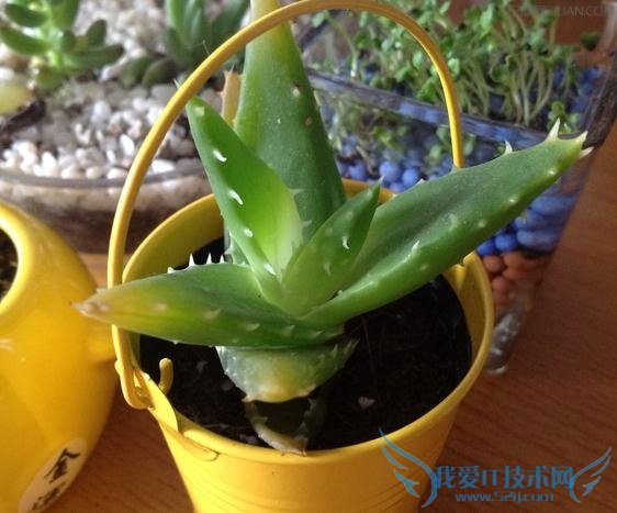 14种植物适宜摆家中有奇效 52IJ