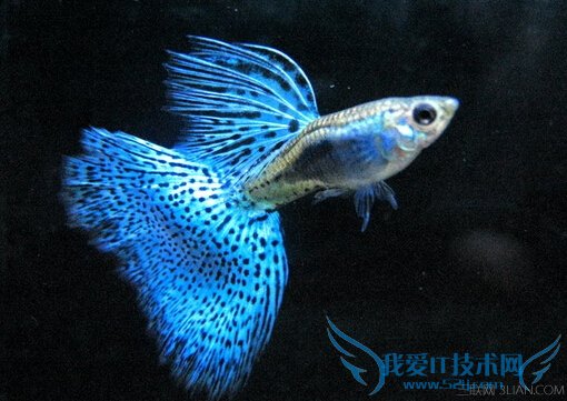 孔雀鱼怎么养 52IJ