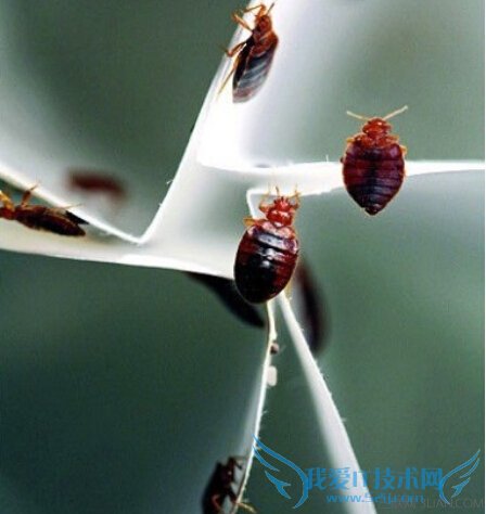 消灭臭虫的最有效方法是什么 52IJ