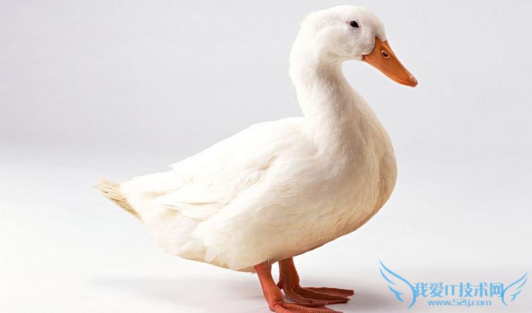 鸭毛怎么拔更快 52IJ