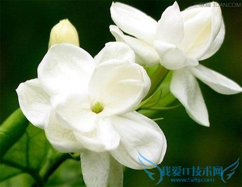 温度和养花有什么关系? 52IJ