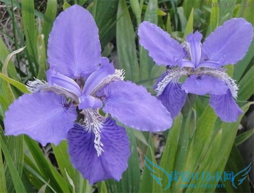 空气湿度对花卉有什么影响? 52IJ