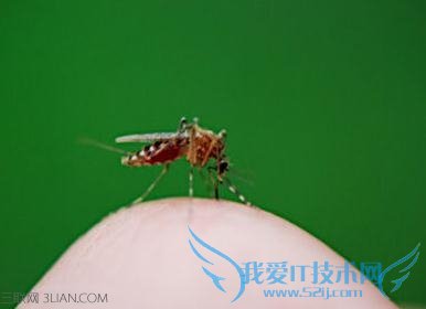 夏天简单实用驱蚊小妙招 52IJ