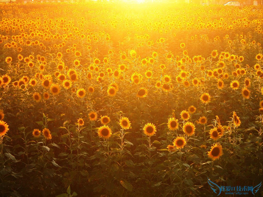 ˽ף                52IJ