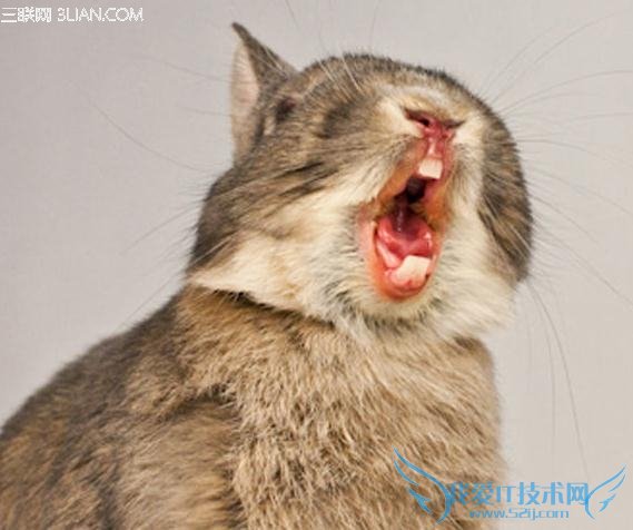 ӵнݵ8Ч          52IJ