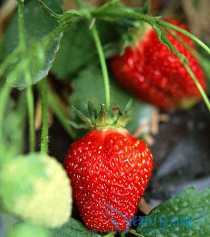 洗草莓加几滴醋除保鲜剂 52IJ