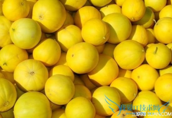 如何挑选黄金瓜 52IJ