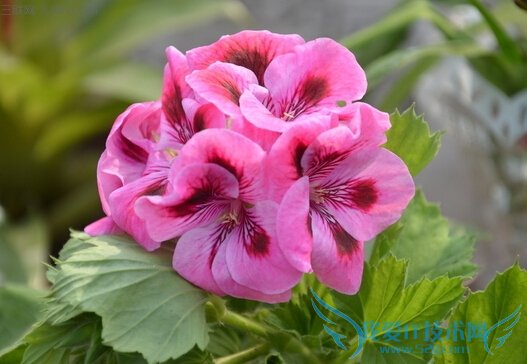 天竺葵精油的功效与作用 52IJ