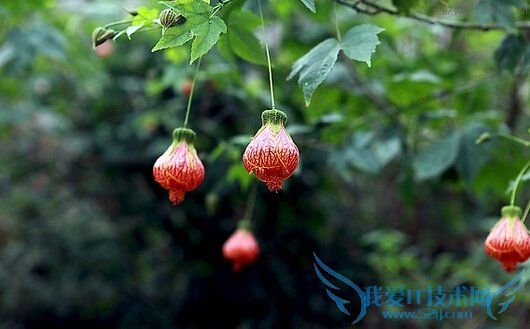 廨ҩùЧ         52IJ