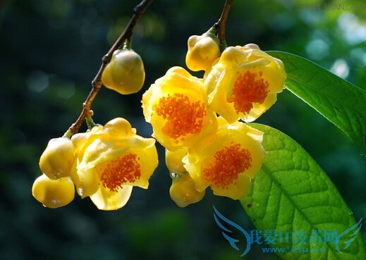 𻨲ĹЧЩ      52IJ