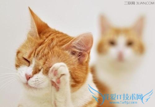 喵星人为什么爱洗脸? 52IJ