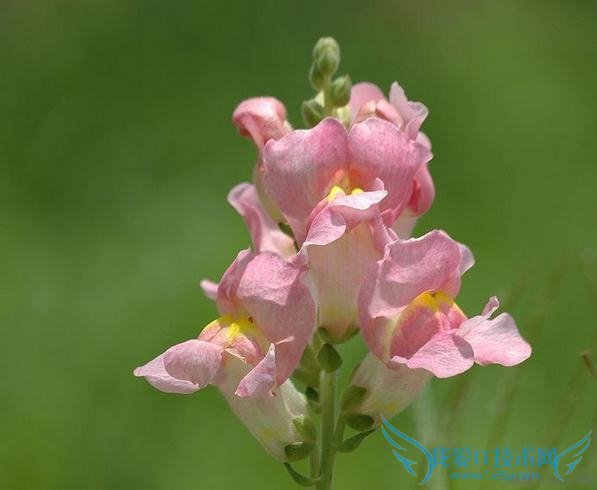 金鱼草的花期多长时间 52IJ