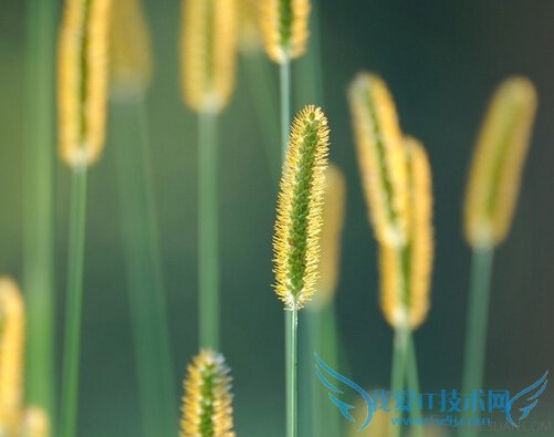 èβݵĹЧ        52IJ