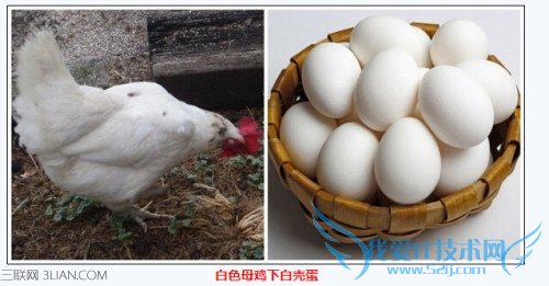 怎么分辨母鸡下啥颜色的蛋 52IJ