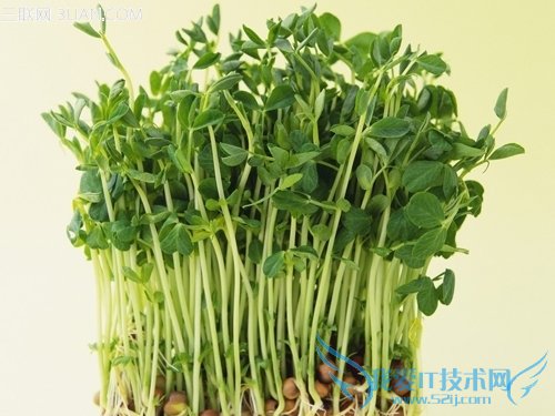 黄豆芽变绿能吃吗 52IJ