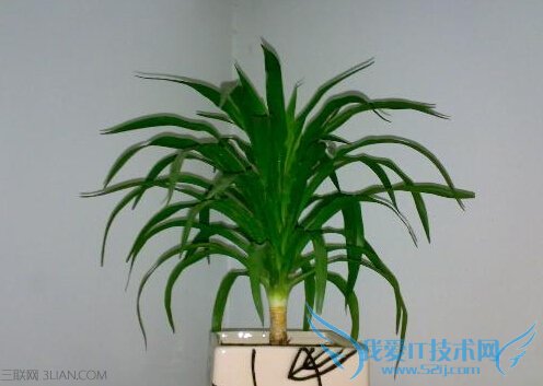 哪些植物可以吸甲醛 52IJ