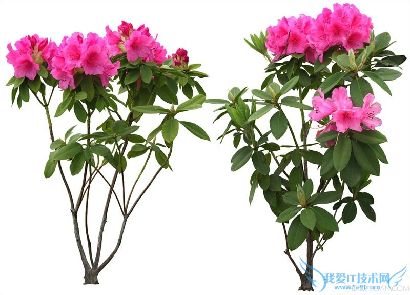 小区花卉苗木管理技术方法 52IJ