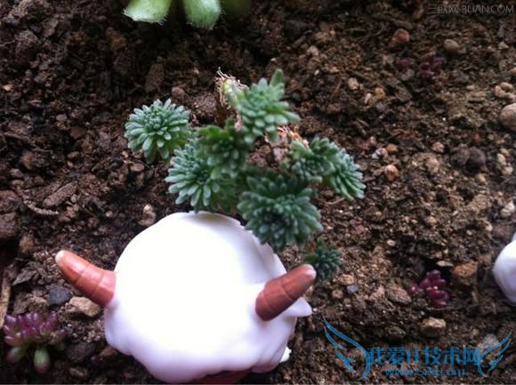 雪水浇花好吗 52IJ