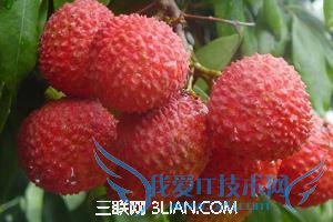 公水果、母水果怎么区分 52IJ