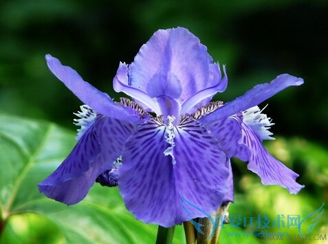 ĹЧ             52IJ