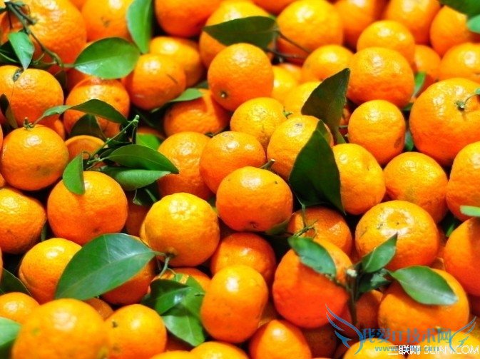 如何挑选沙糖桔 52IJ