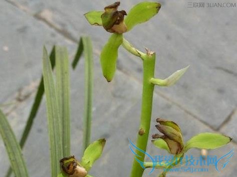 花卉萎蔫后如何挽救? 52IJ
