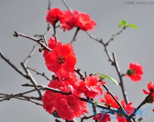 水分对花卉生长发育有什么影响? 52IJ