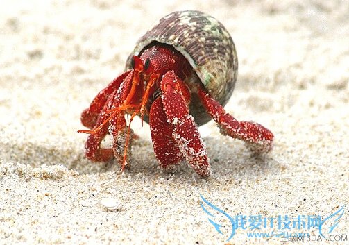 寄居蟹怎么养 52IJ