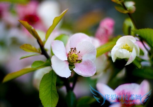 ЦҩùЧ        52IJ