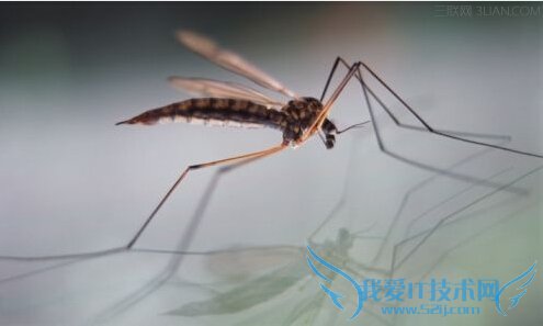 夏天怎样防蚊子叮咬 52IJ