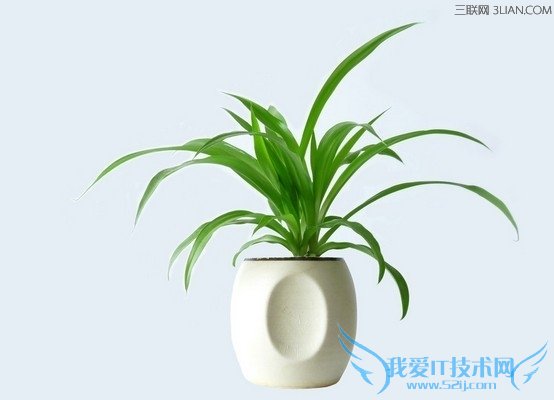 不爱开窗室内养啥花? 52IJ