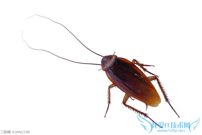 怎么赶走厨房的蟑螂和蛾子 52IJ