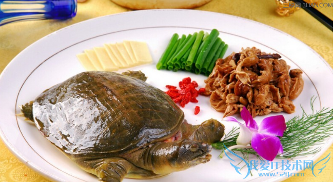 甲鱼怎么杀方法推荐 52IJ