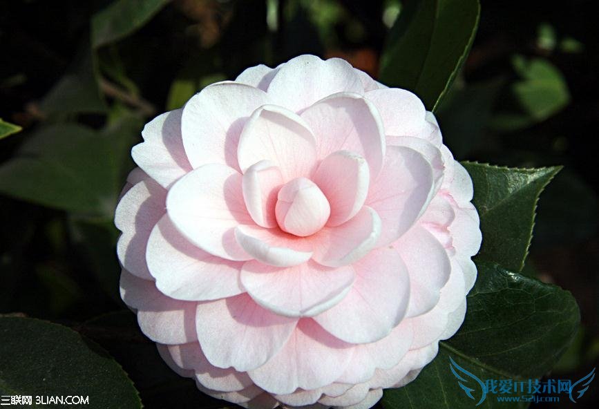 家庭盆栽茶花的养殖方法 52IJ