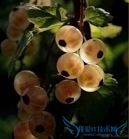 鹅莓的功效与作用 52IJ