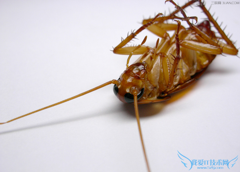 如何消灭蟑螂 52IJ