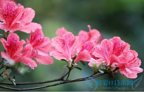 云南八大养颜花卉 52IJ