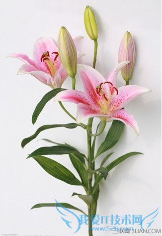 云南八大养颜花卉 52IJ