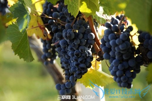 挑选葡萄的小妙招 52IJ