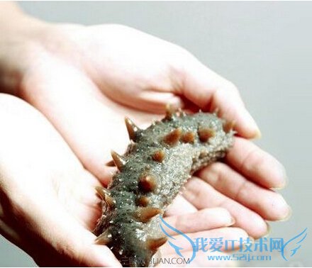 干海参有什么泡法 52IJ