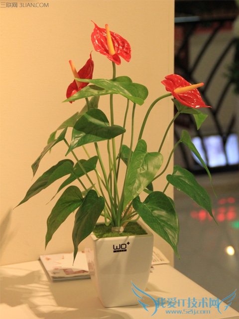 客厅摆放什么植物好