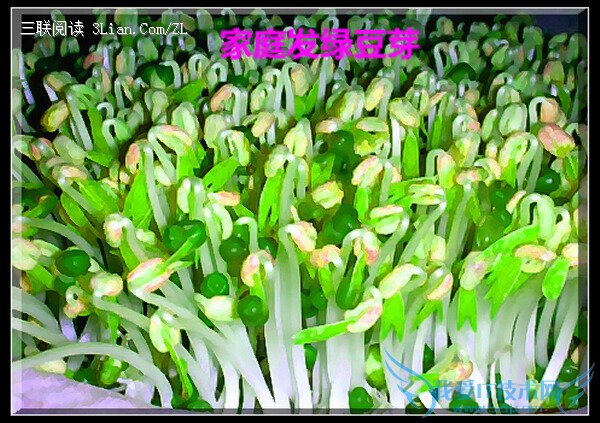 家庭发豆芽方法大全 52IJ