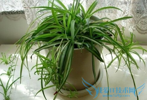 ʲôֲ䣿ֲ     52IJ